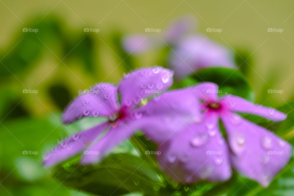 the blurry hearted pink flower