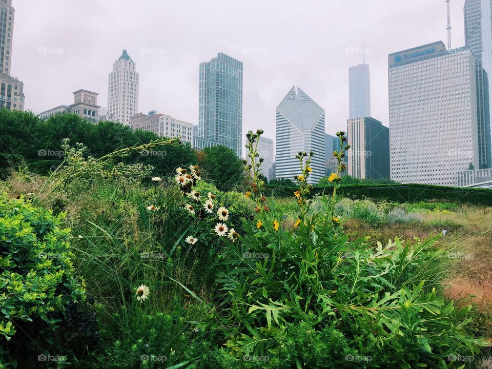 Beautiful image of the Chicago skyline by Millennium Park. Gorgeous scenery, flowers, and buildings. 