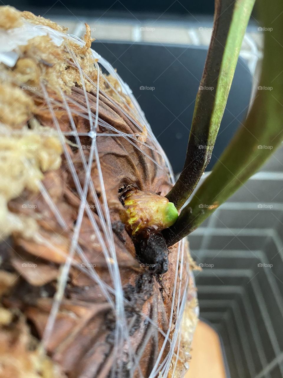 Find beautiful plants in the city