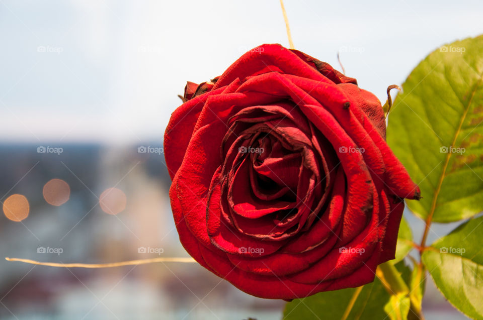 Red romantic rose