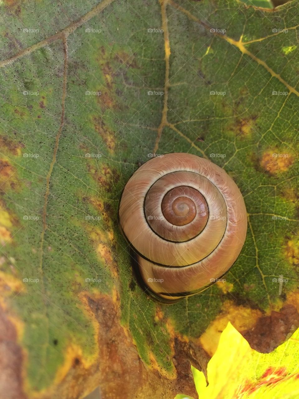 Snail