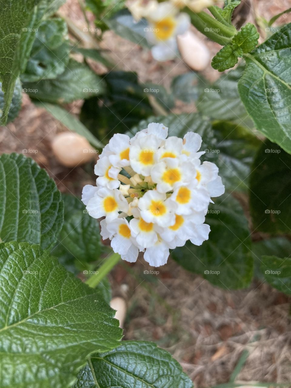 🌹 🇺🇸 Very beautiful flowers to brighten our day.  Live nature and its beauty. Did you like the delicate petals? / 🇧🇷 Flores muito bonitas para alegrar nosso dia. Viva a natureza e sua beleza. Gostaram das pétalas delicadas? 