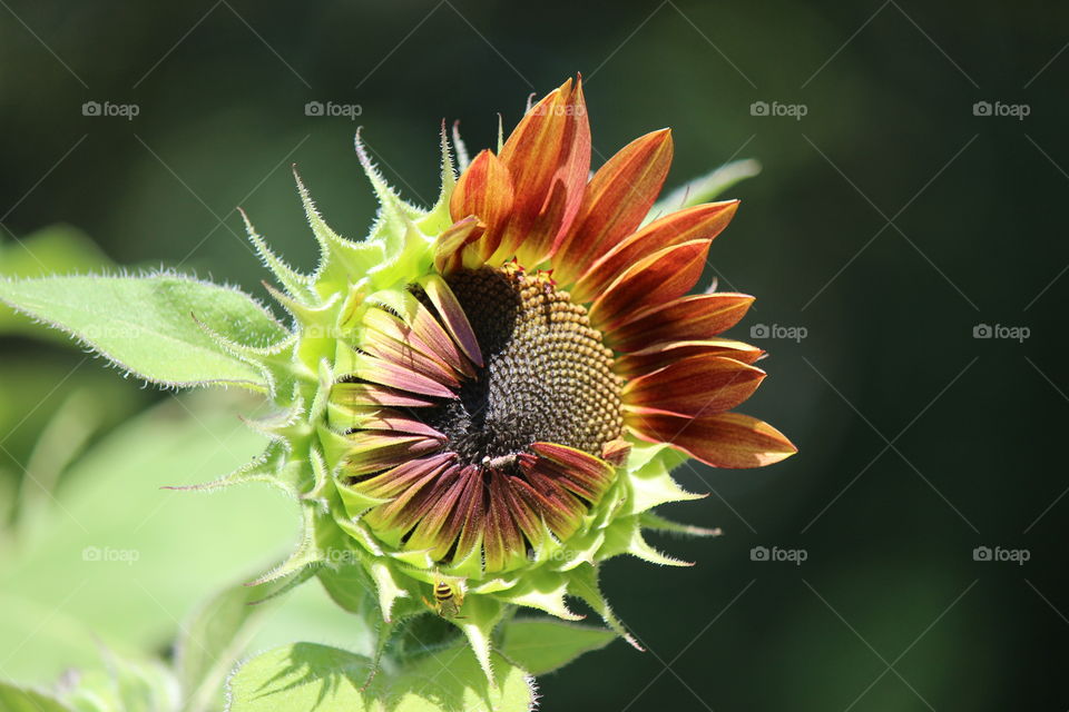 Sunflower in blossom
