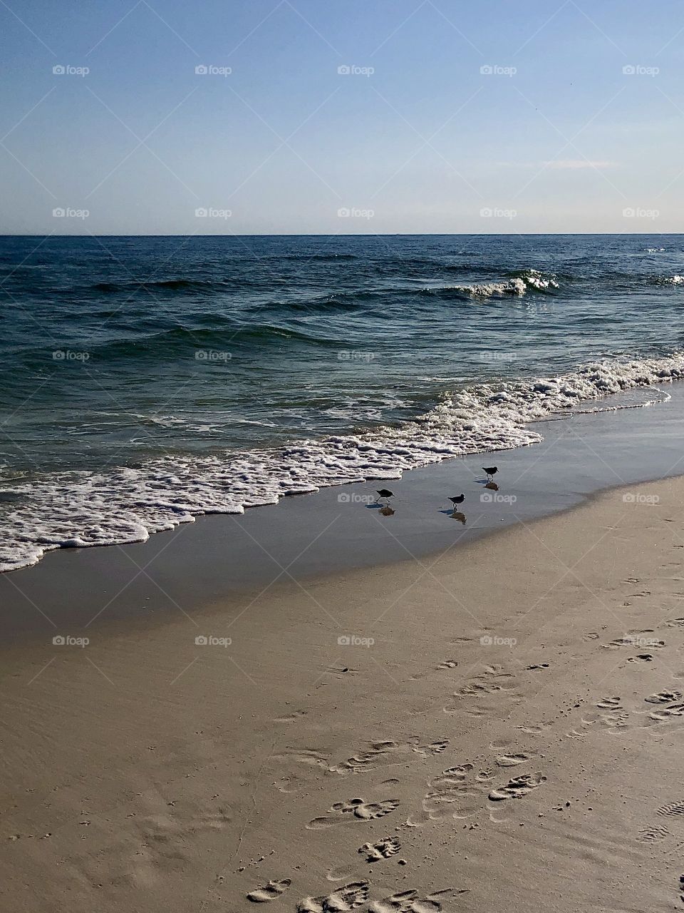 Trio of sanderling shore birds looking for food at the beach casting shadows and reflections in the ebbing waves 