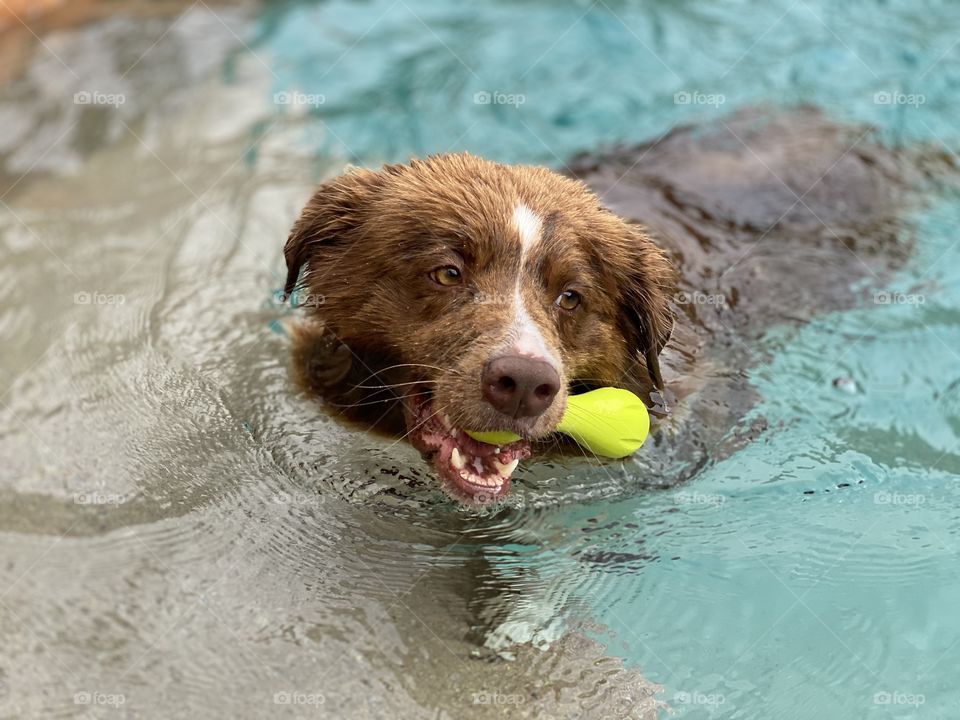 Brown and white border collie swimming with a green toy in his mouth 