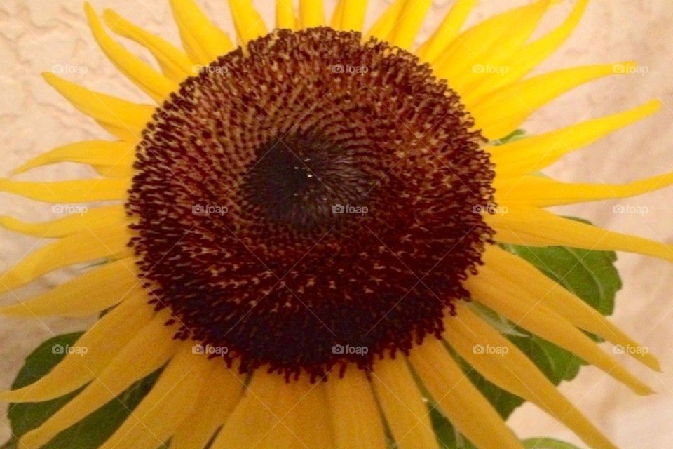 Sunflower close up