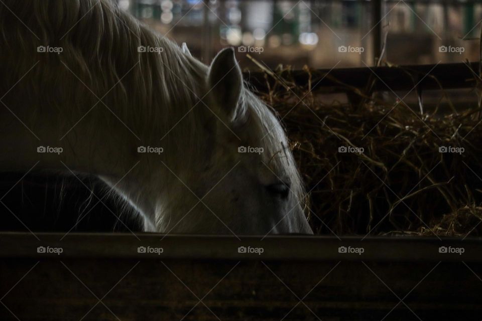 White horse eating grass