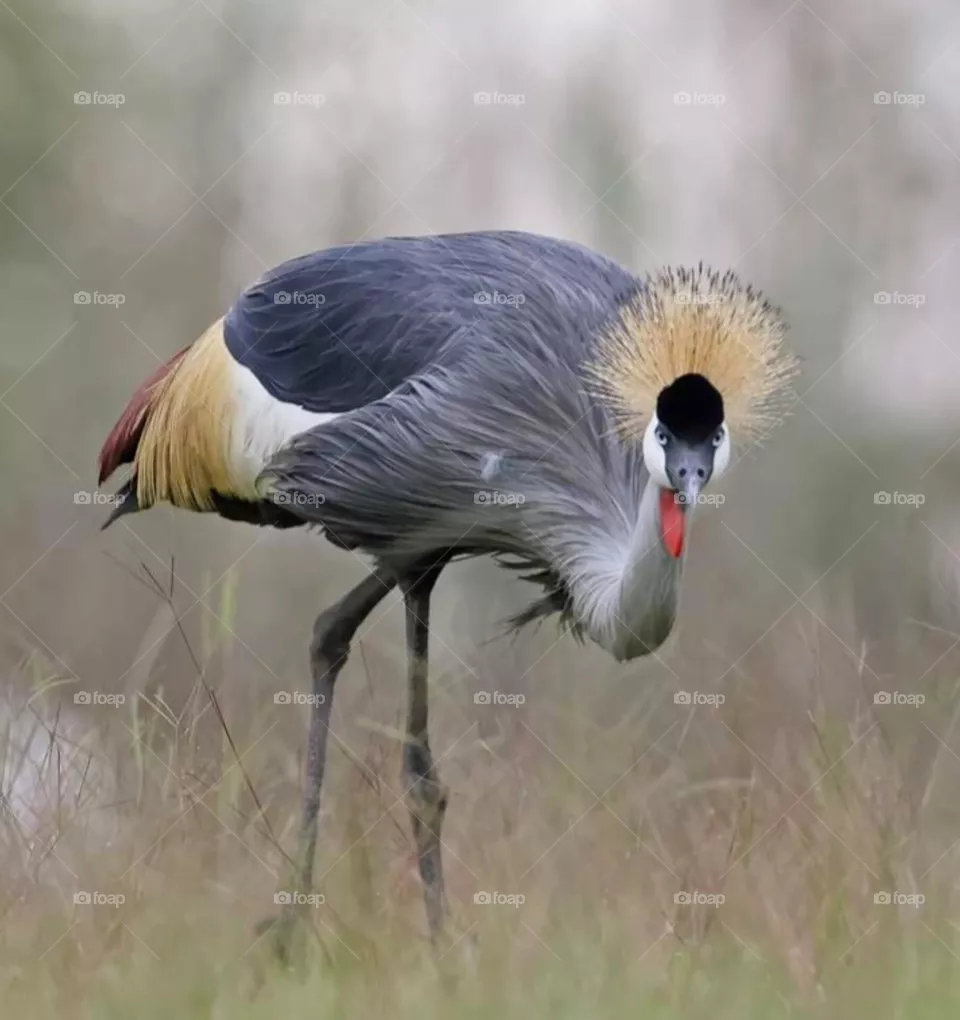 bird