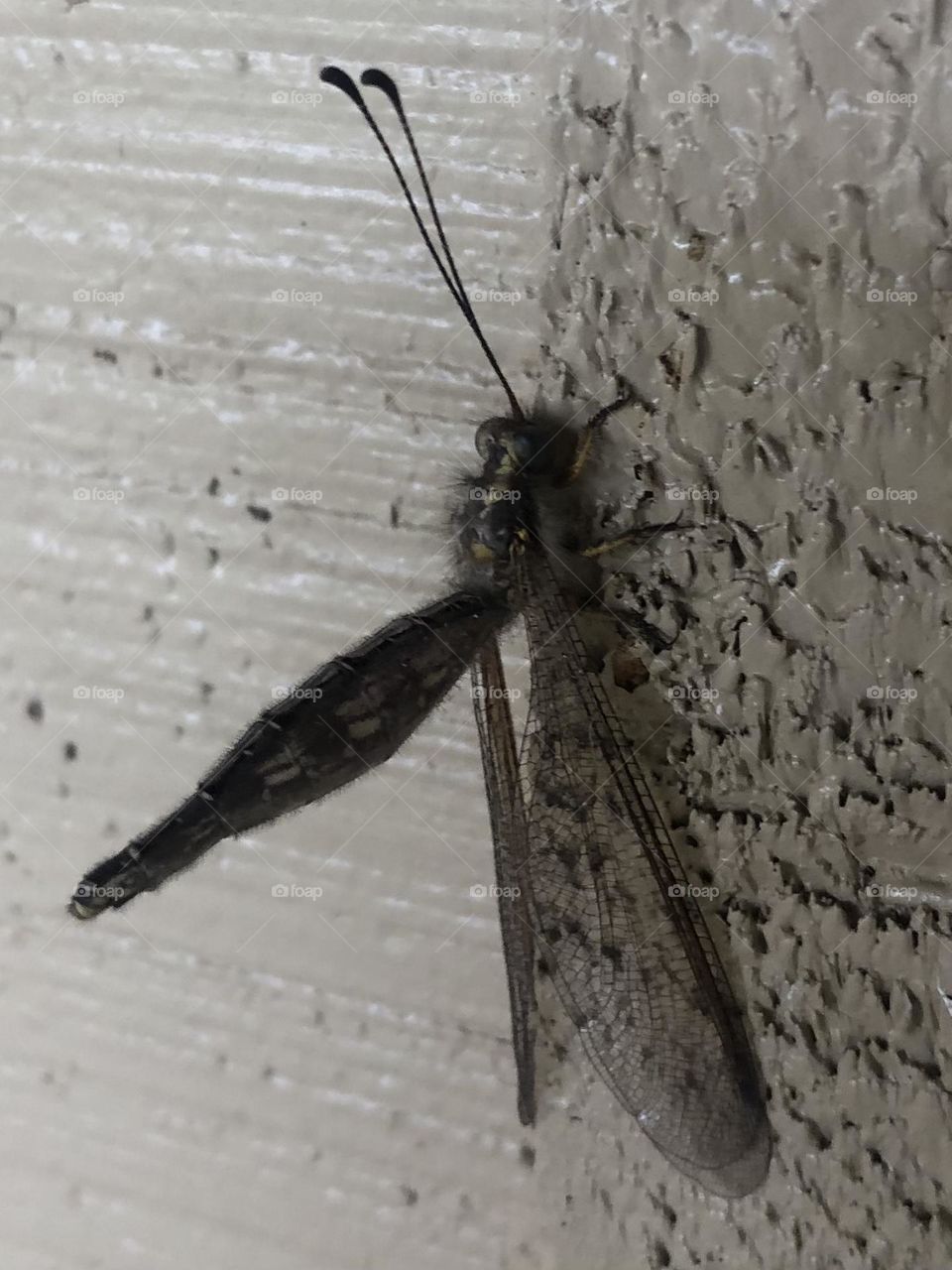 Dragonfly with the longest antennae! This was his actual color too- trying to blend in out here on the ranch because there’s lots of muted colors!