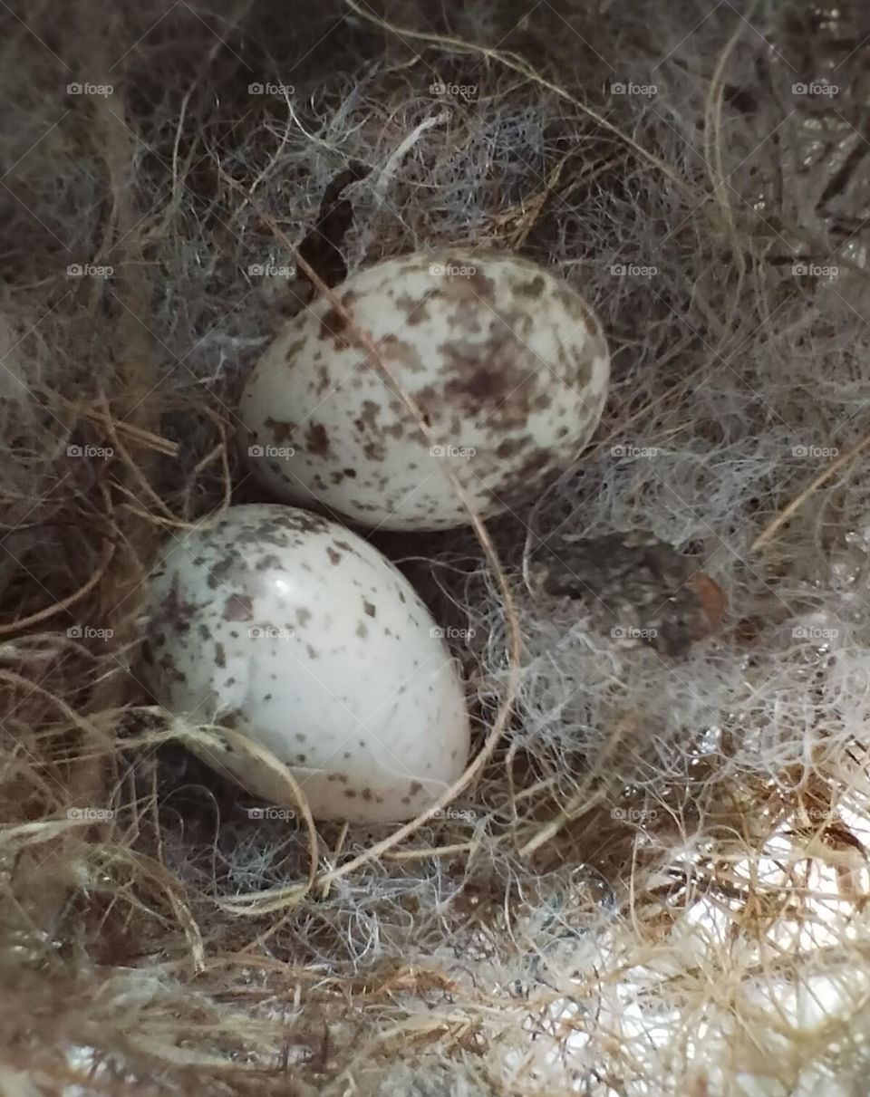 eggs