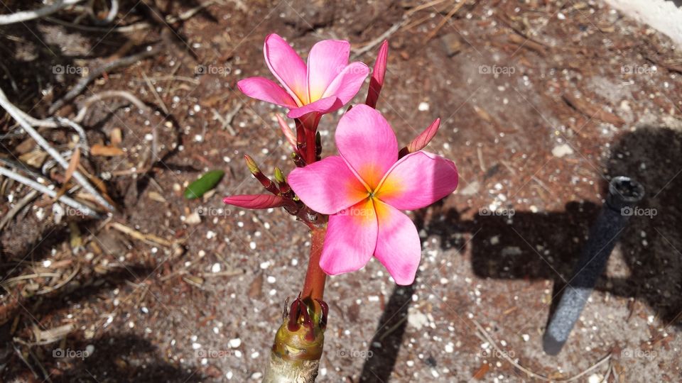 Pink Plumeria in Bloom