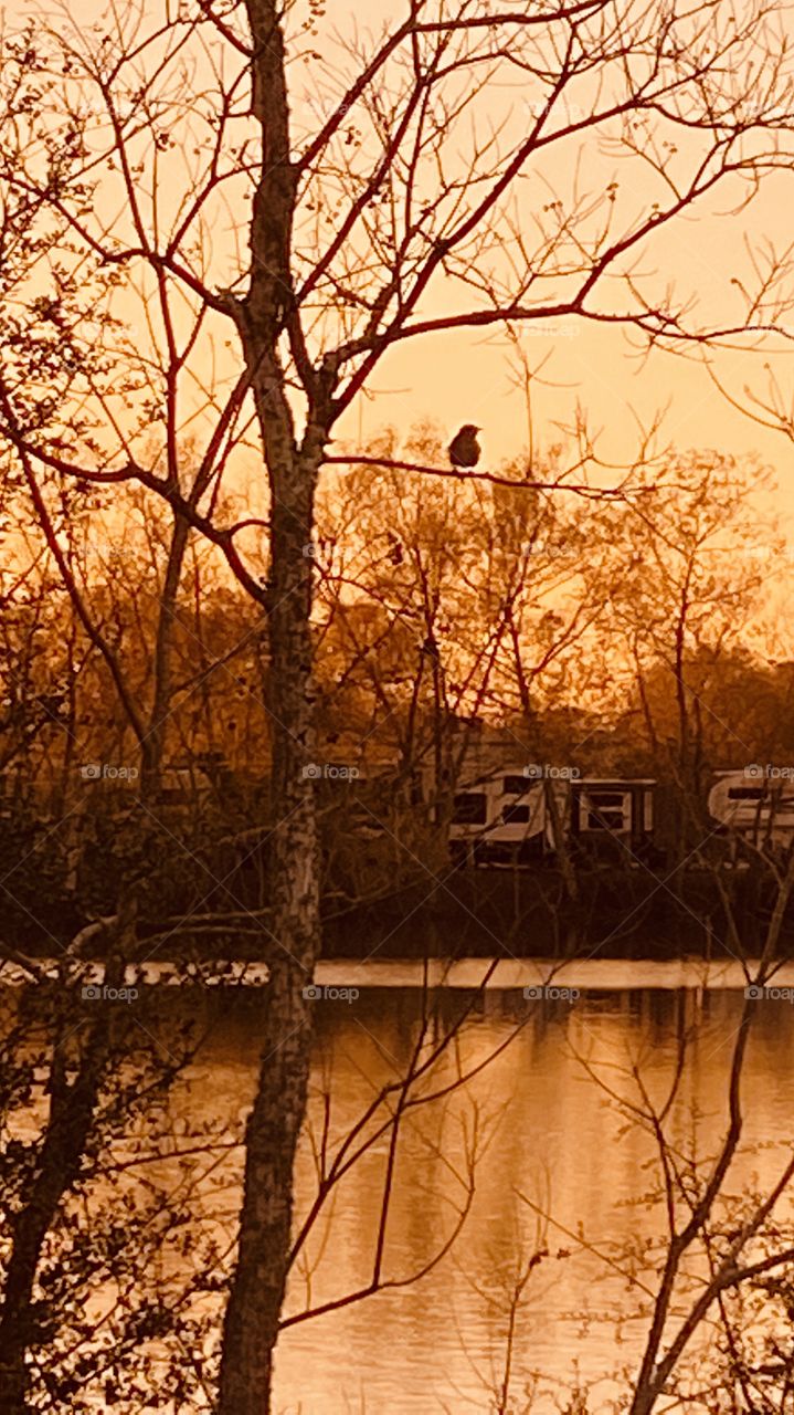 Mikky Mockingbird sitting on branch whilest the Sun Setting. Sun reflections mirror ed on Lake Water With Shore Landscape in background.