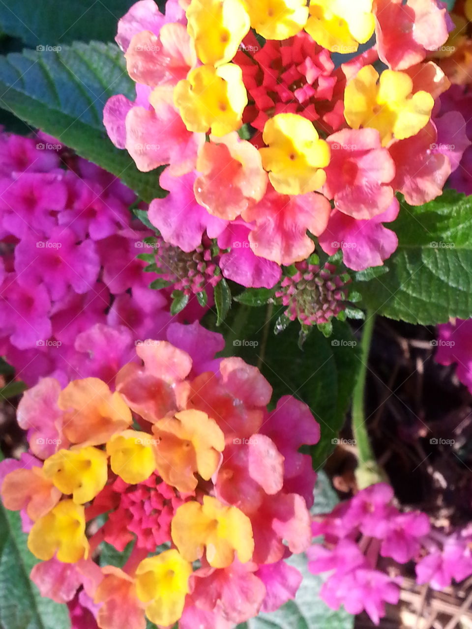 Lantana