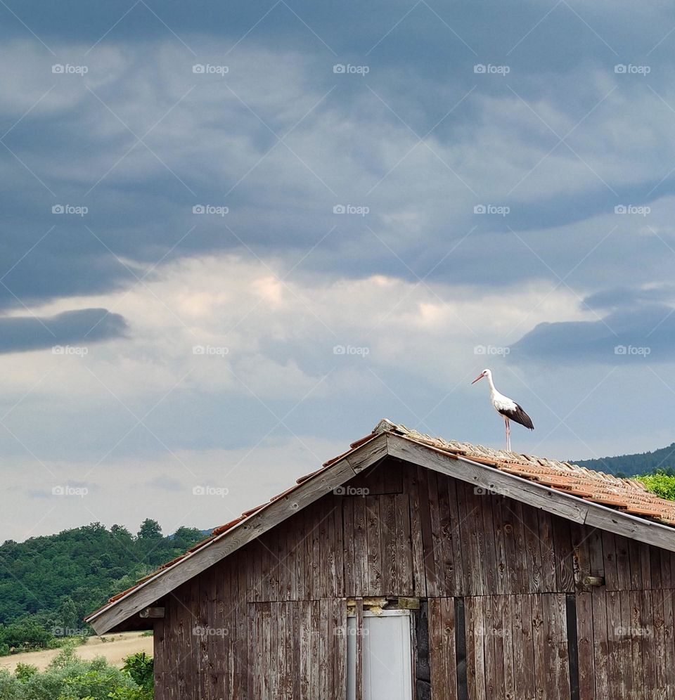 A stork on the roof top
