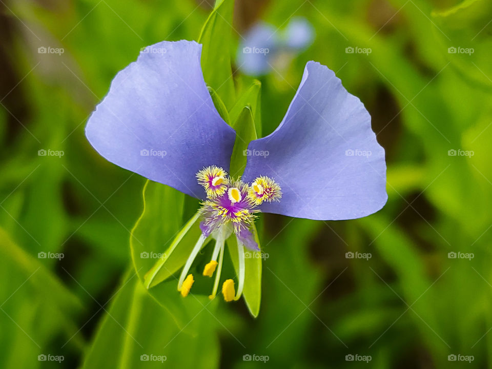 Tinantia - commonly called widow's tears or false dayflower.  Symmetrical purple, yellow, white and magenta pink flower with the illusion of a face.