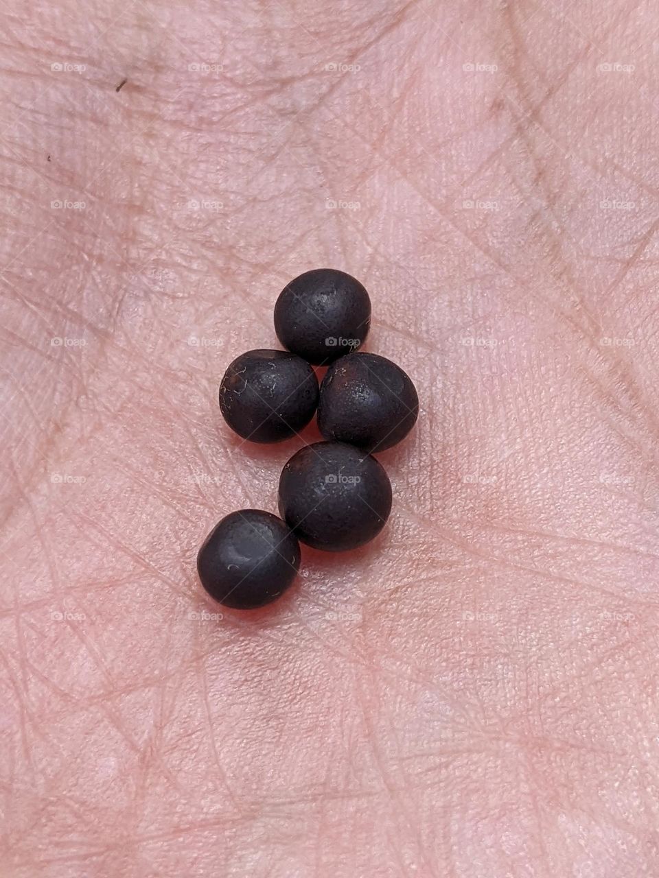 canna seeds, in Indonesia (ganyong)🌱👈😁