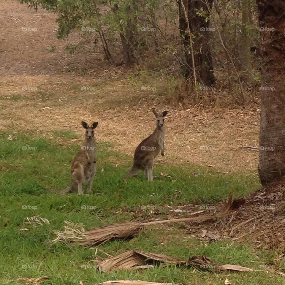 Kangaroos 