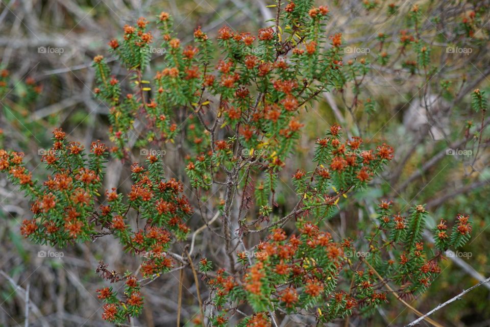 Beautiful flowers from the island of Troia Portugal