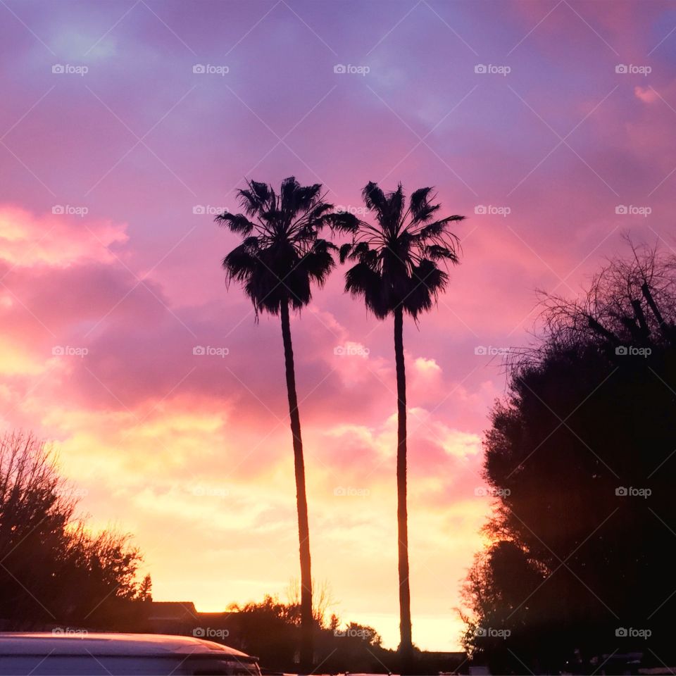 Palms at Sunset