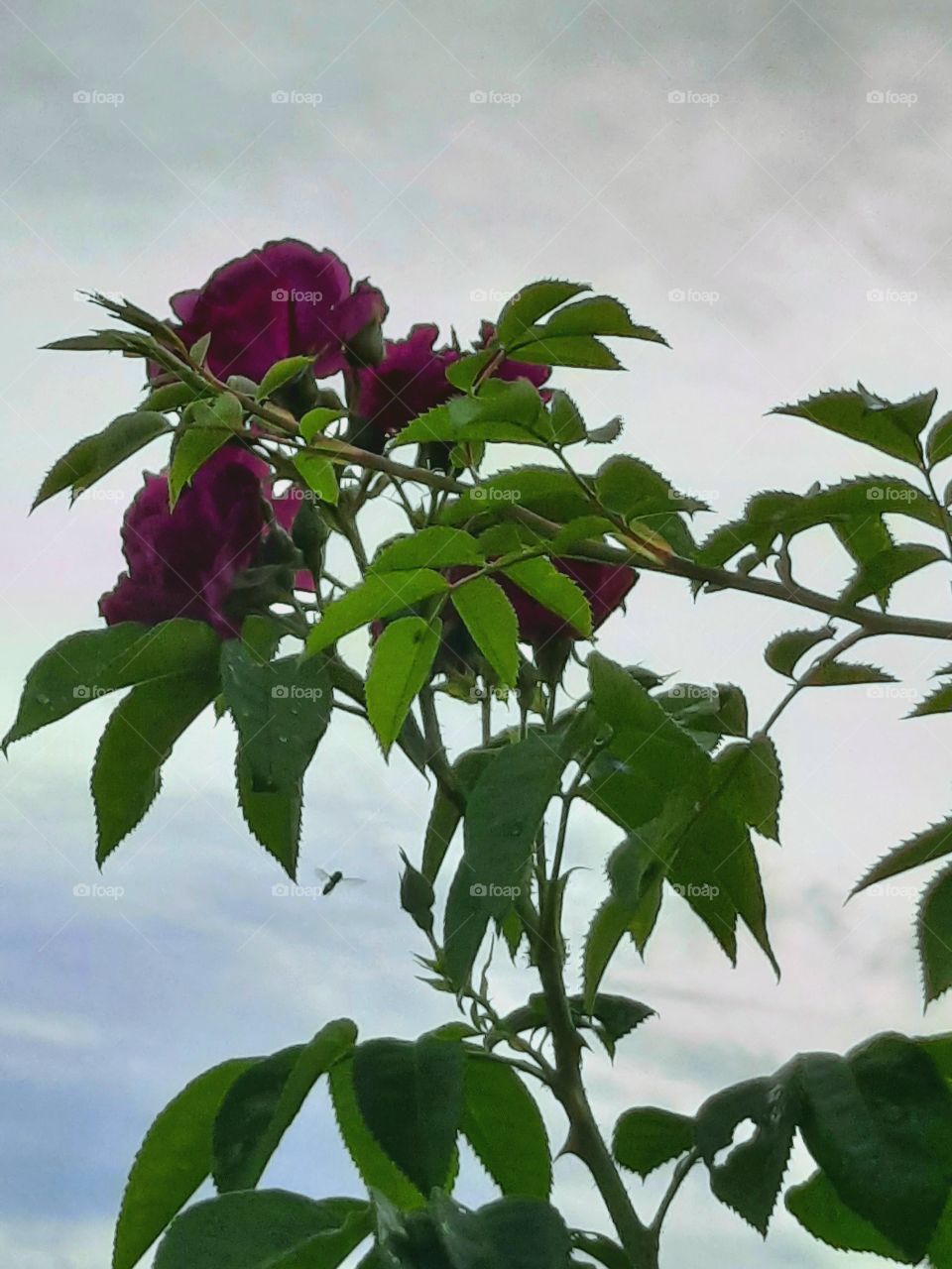 purple roses against gray sky with an insect