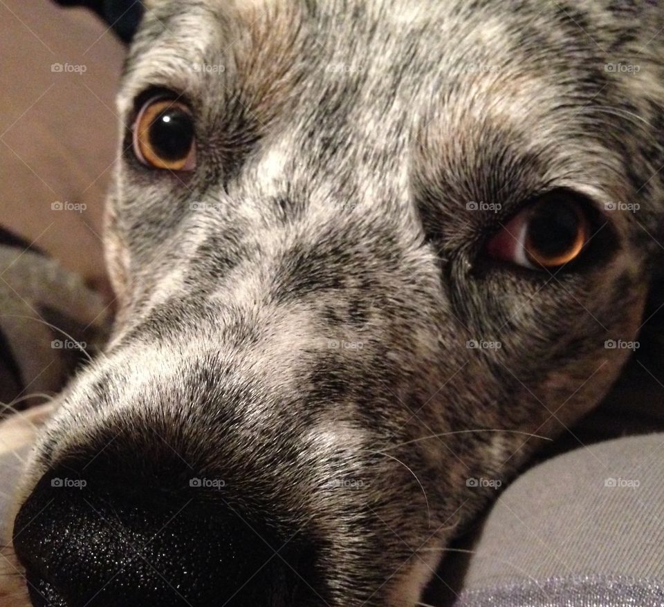 Close up brown eyed Blue Heeler pup