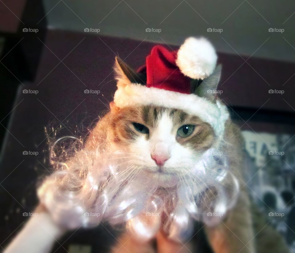 Grumpy Santa Cat. The look on his face says it all.