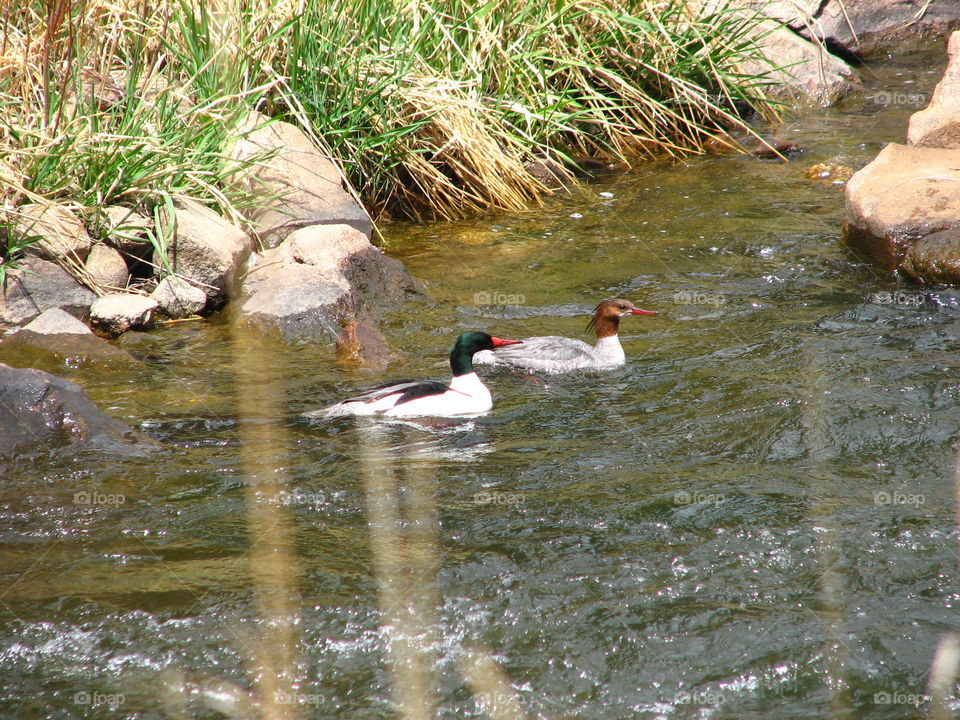 Ducks swimming backwards