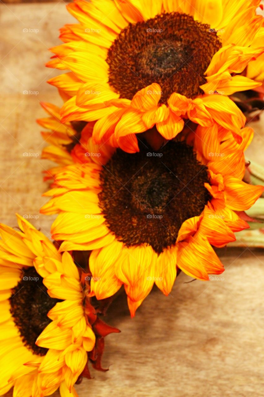 Sunflowers