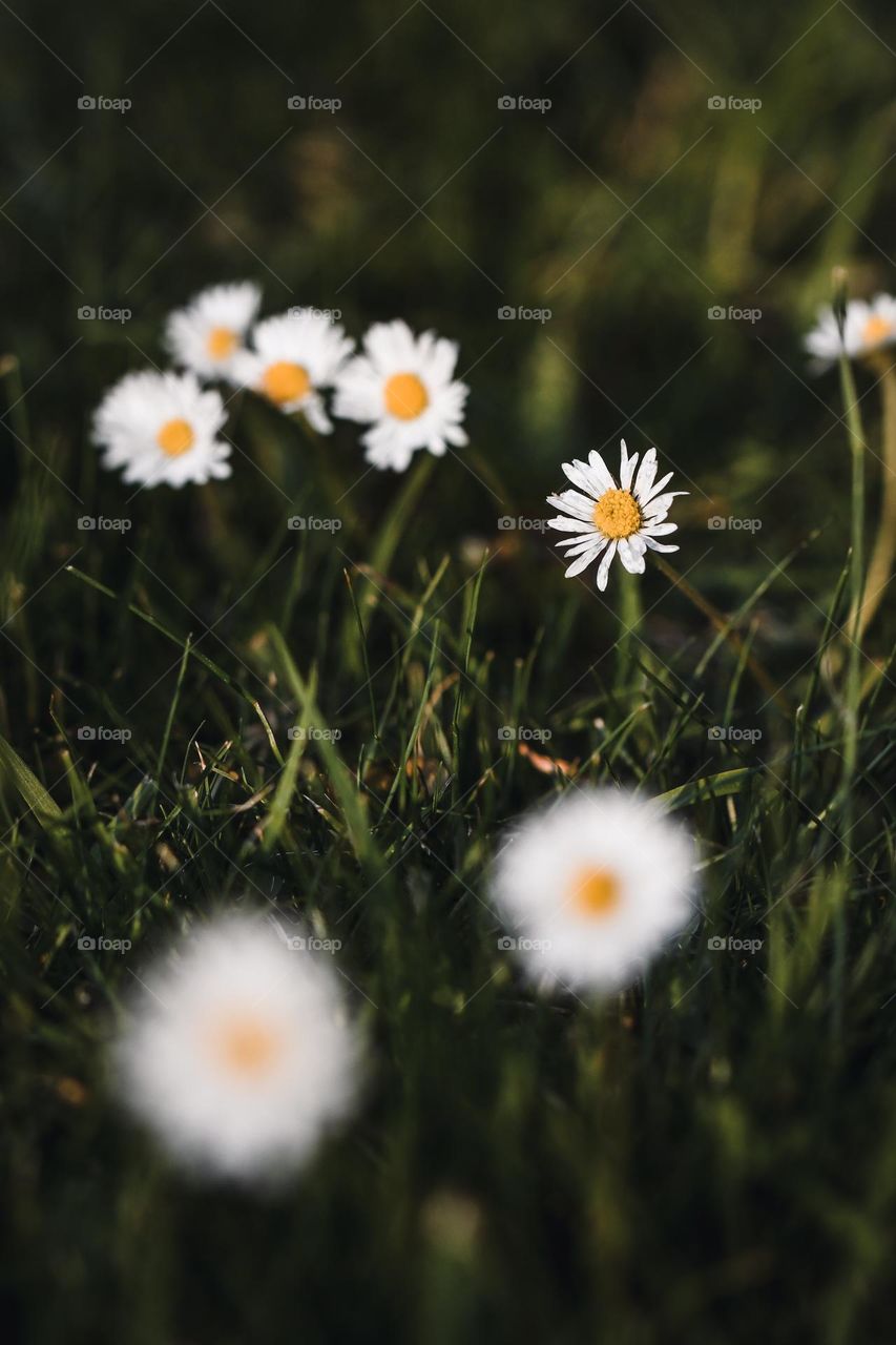 Closeup or macro of of flowers in spring 