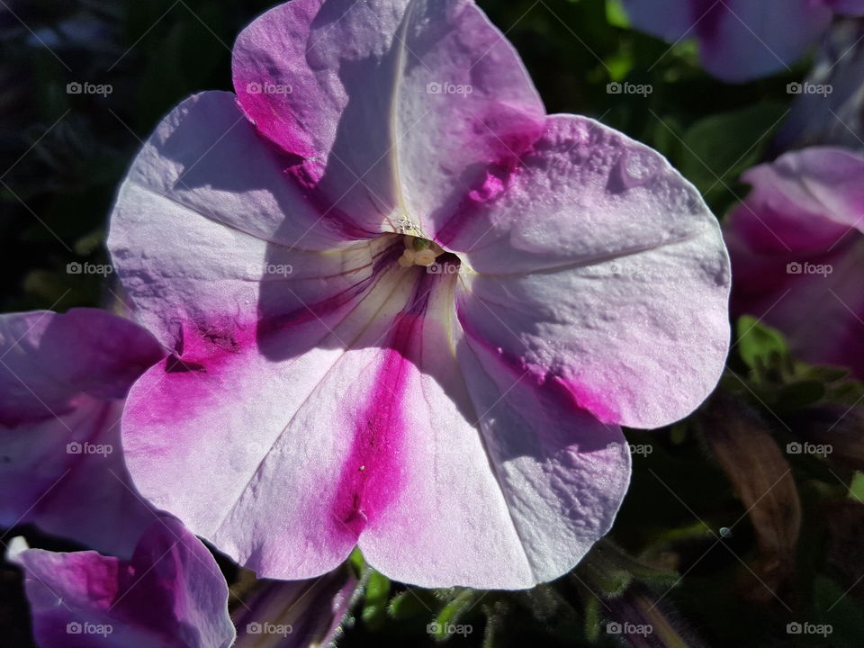 petunias