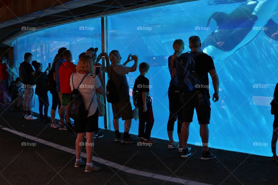 watching killer whale