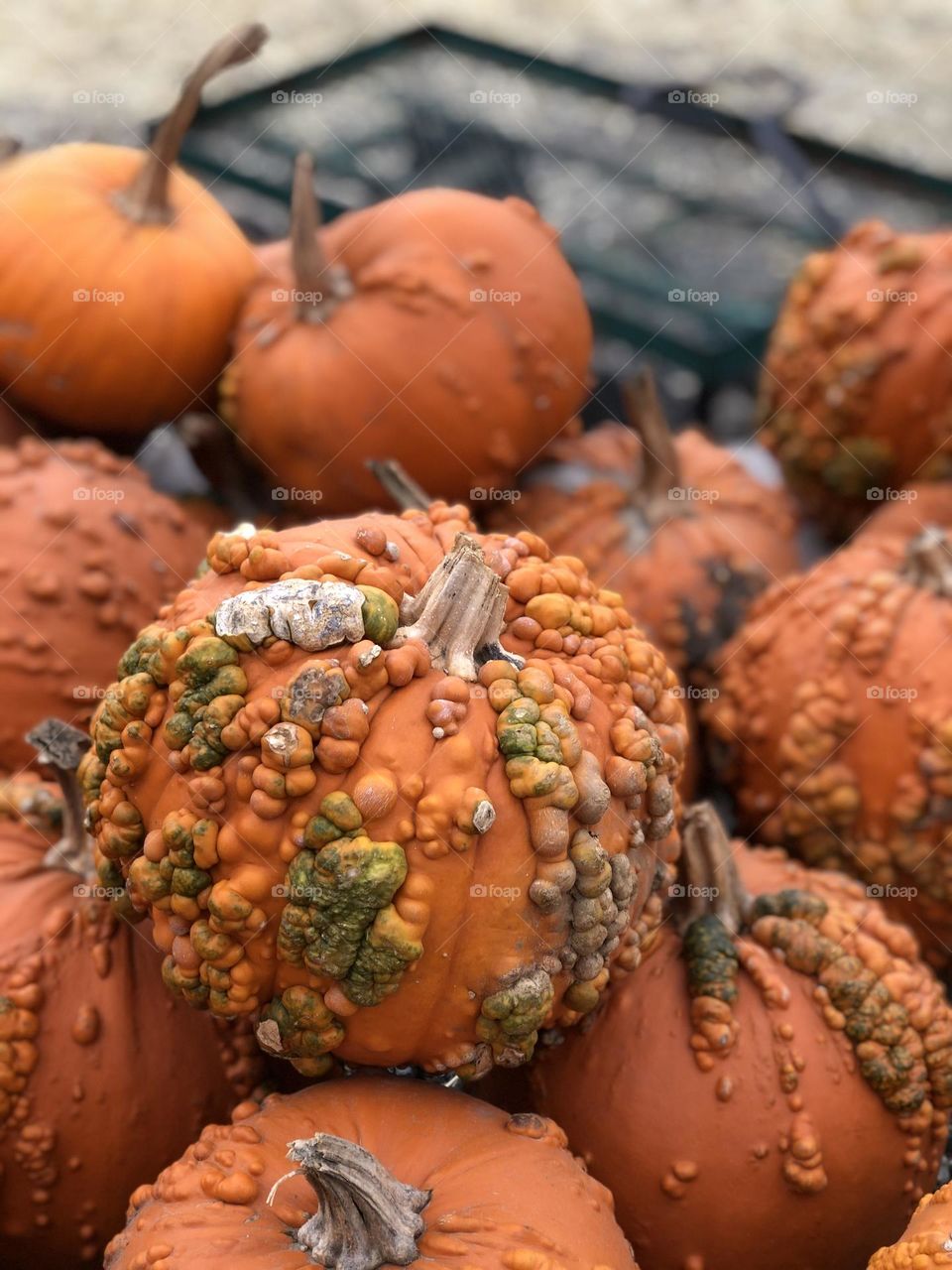 Gross pumpkins