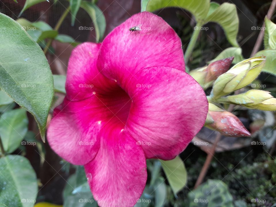 Wide open flower