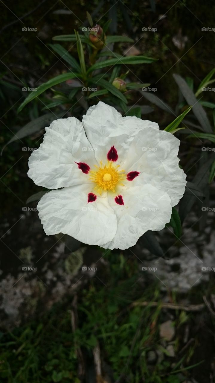 Flor de Jara