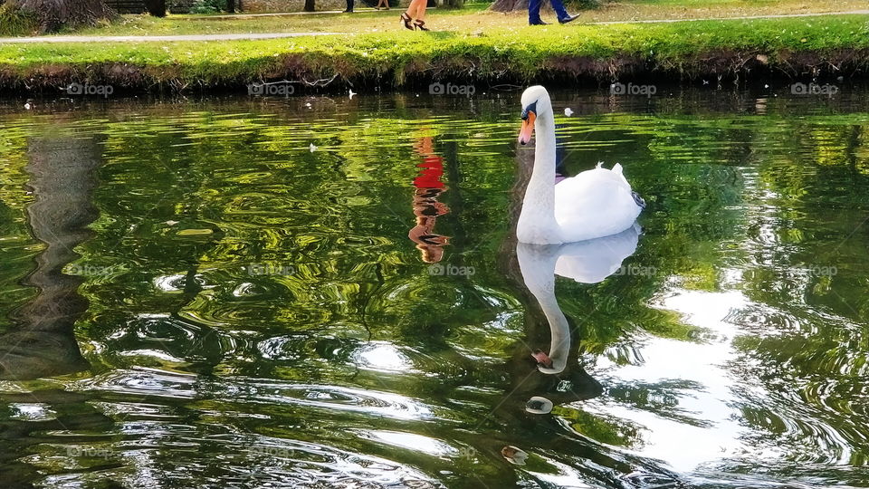 Graceful Swan