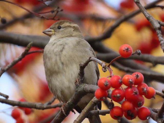 Sparrow on a rowan branch