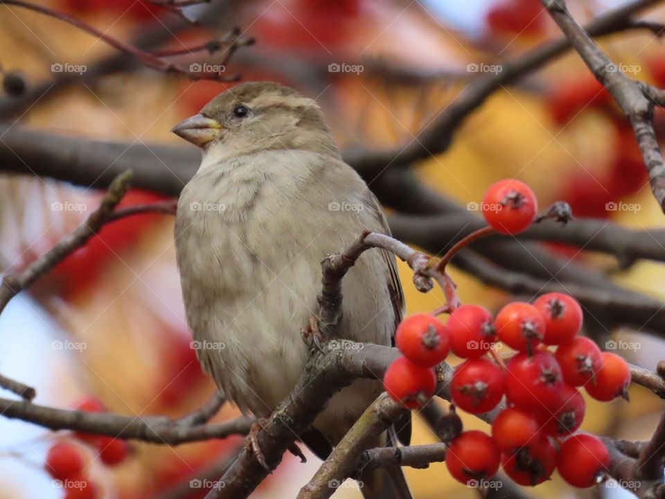 Sparrow on a rowan branch