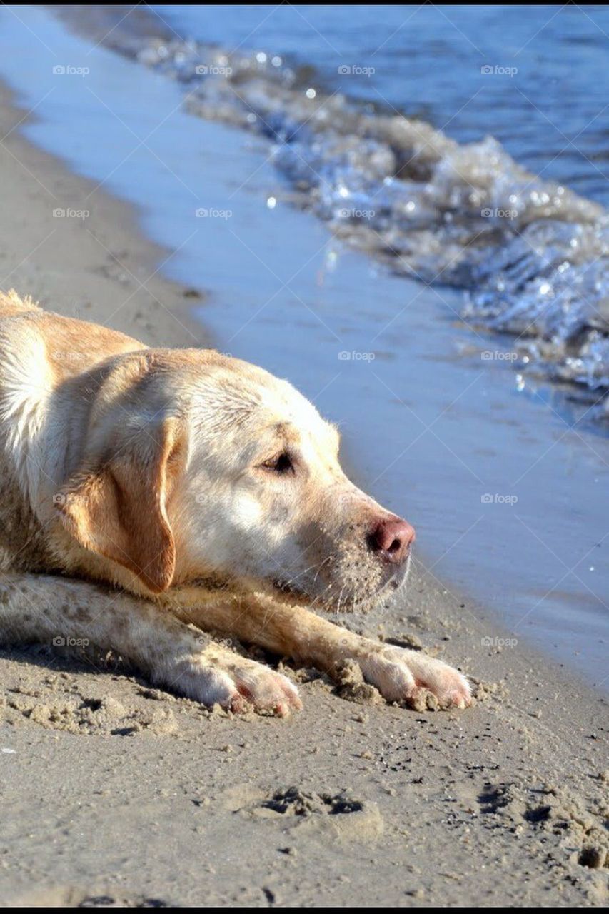 beach summer dog dogs by bubu