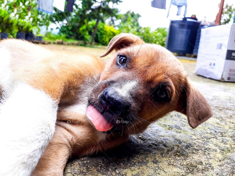 A mongrel puppy in a playful mood