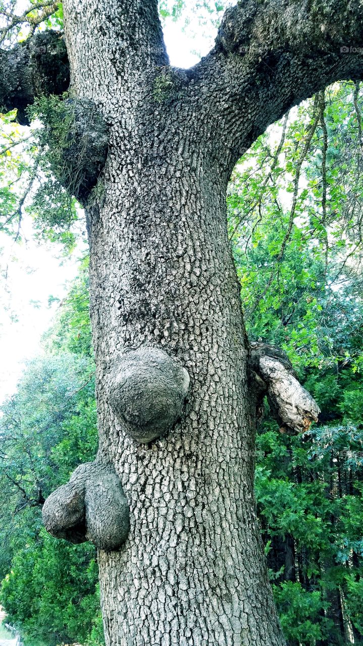 Tree with burls