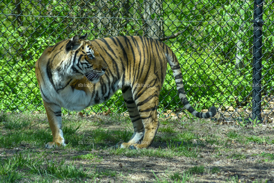 3 legged tiger
