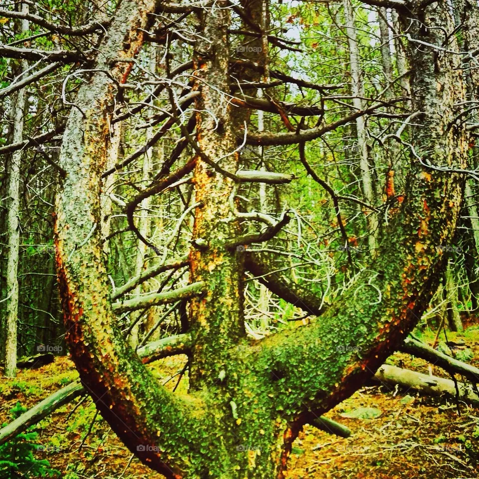 Tree