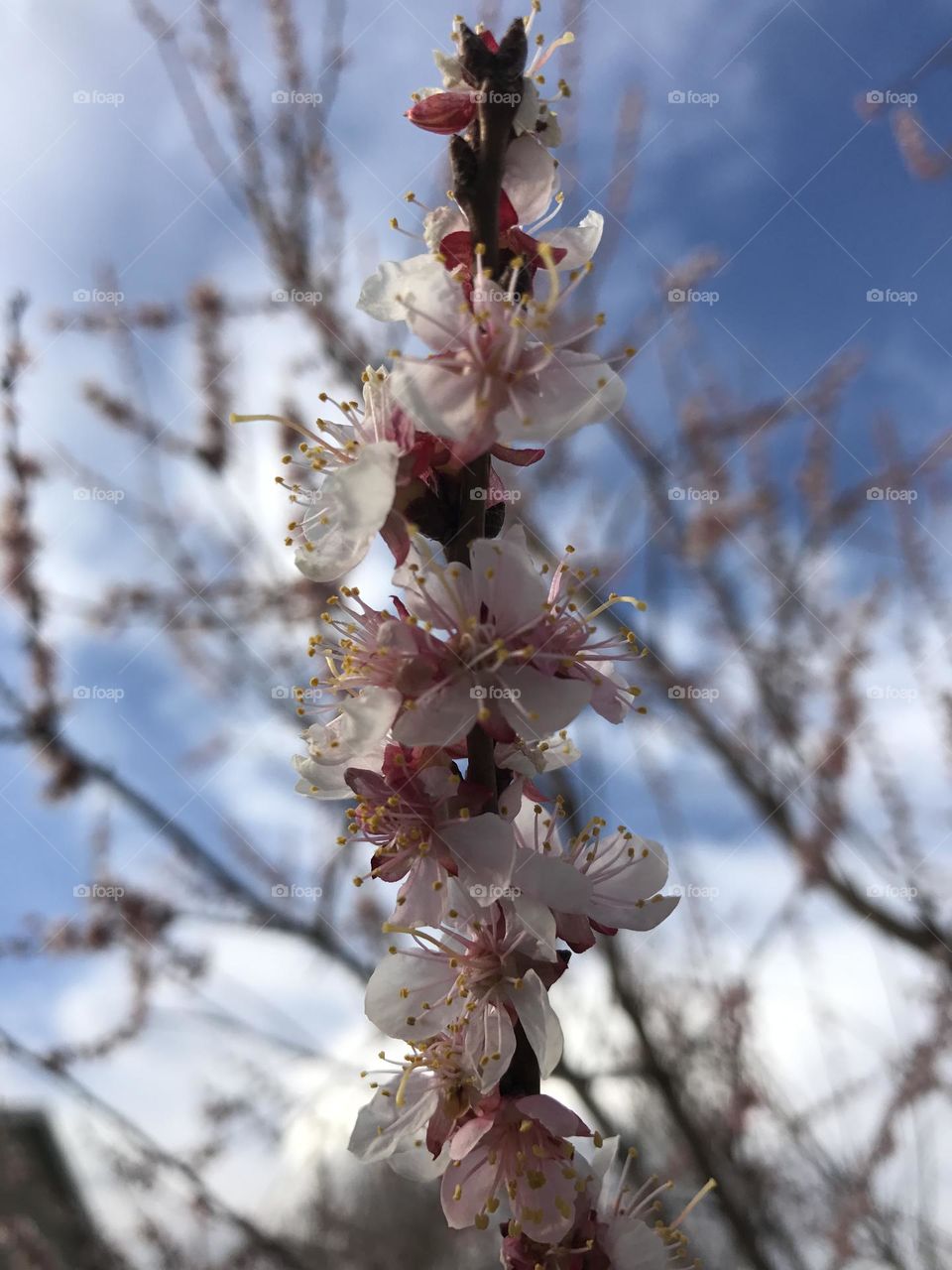 Blooming tree