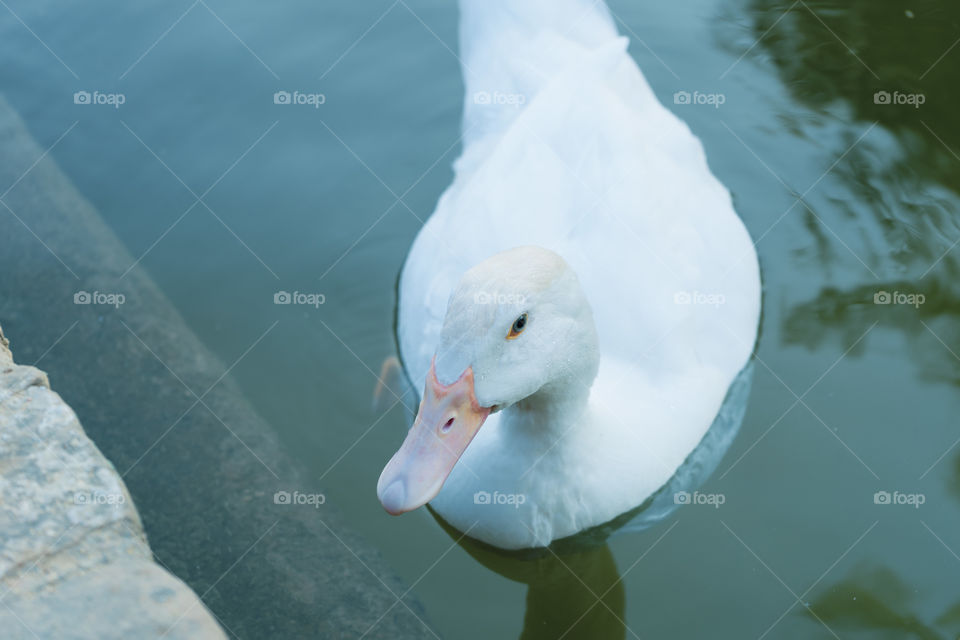 Duck in a pond. The duck is soaking with its head resting on the water. Green, brown, yellow and white duck.

Whole brown duck swims in the pond.
It has wet feathers.