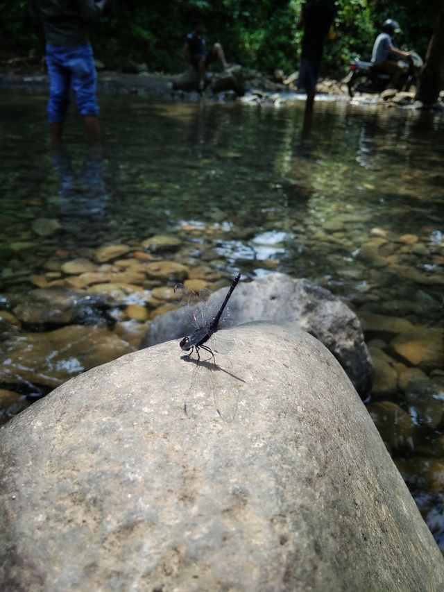dragonfly