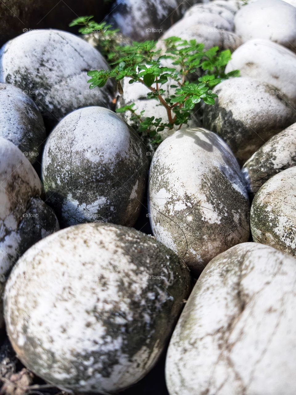 a small green plants grows in the middle of white stones