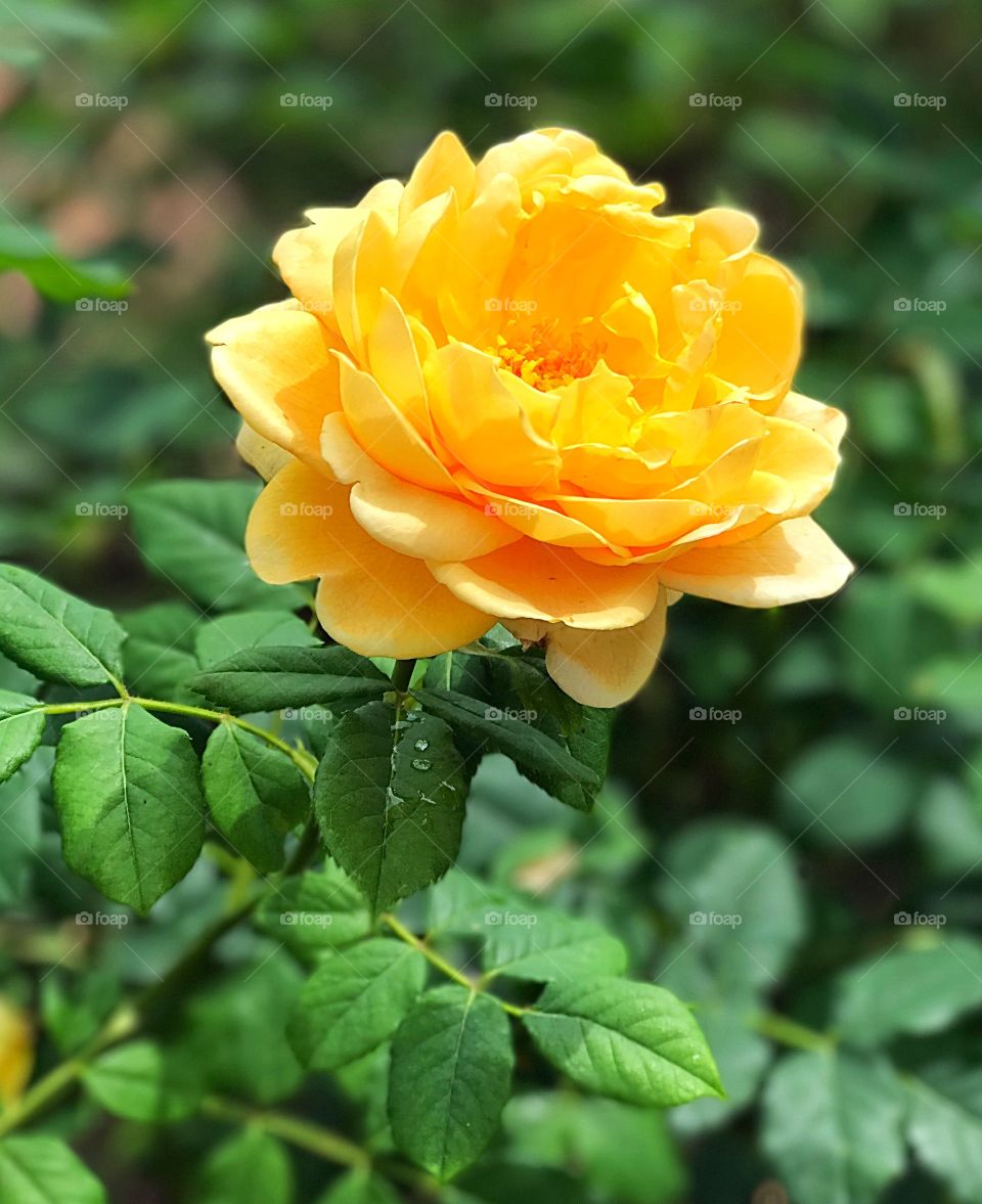 Blooming yellow rose from Biltmore Gardens in May