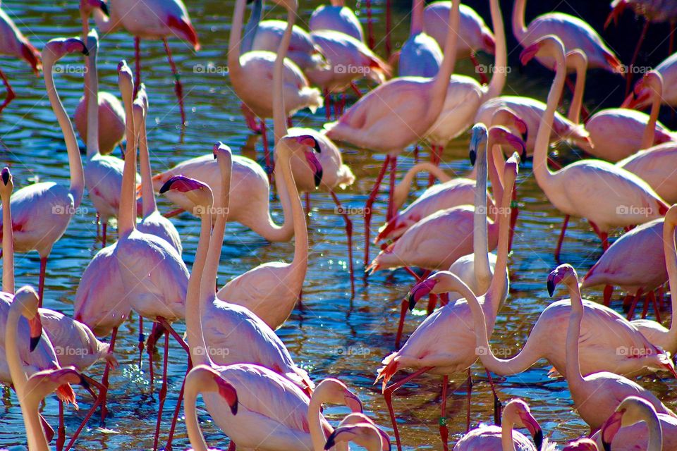 Flamboyance of flamingos 