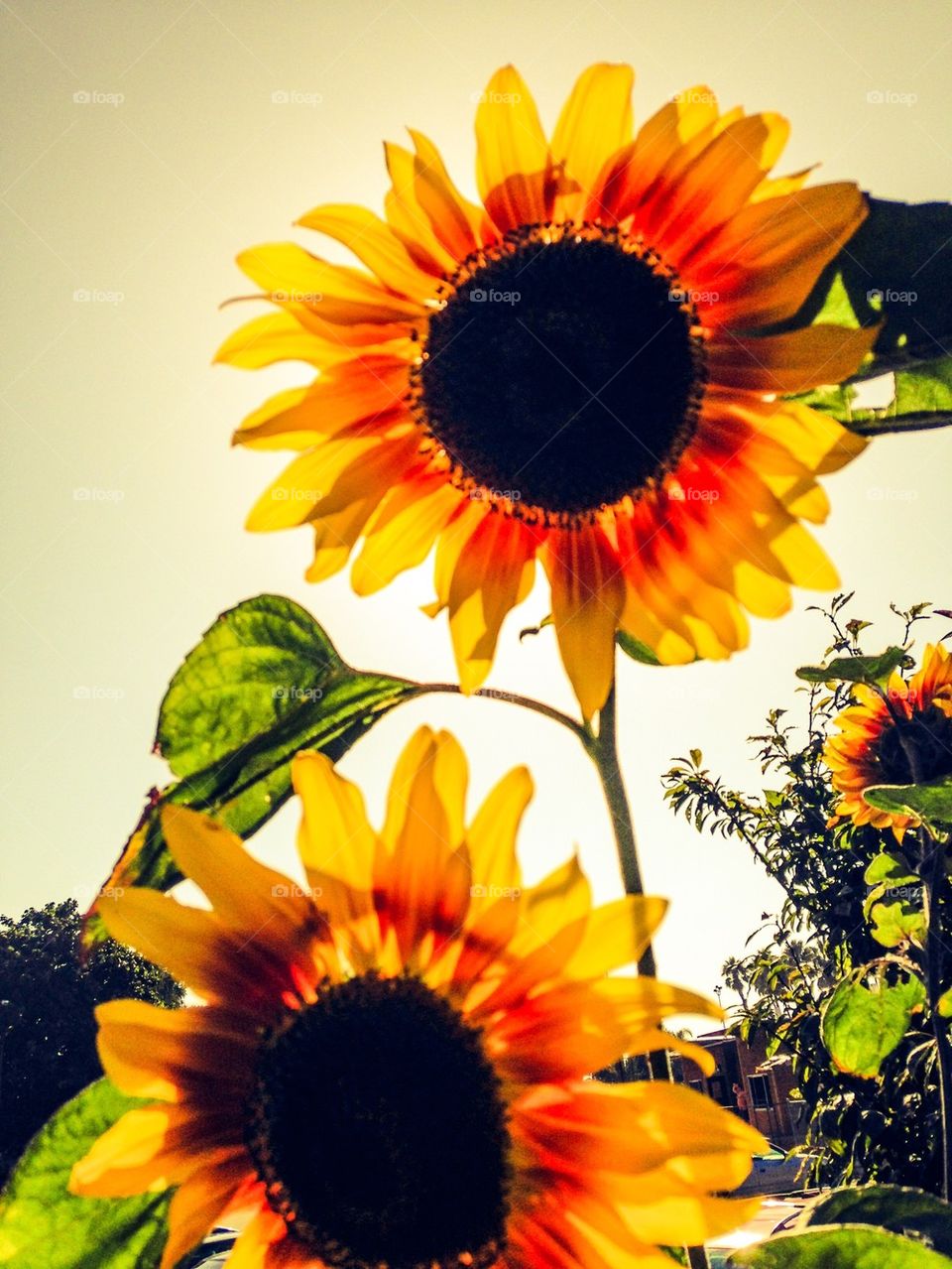Sunflowers 