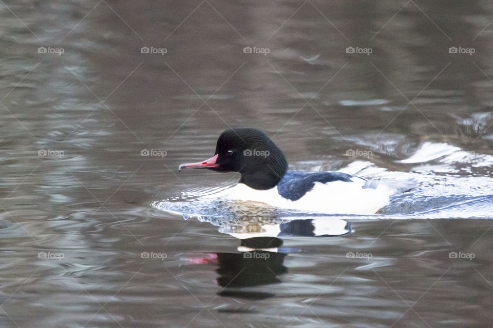 Male duck swimming - merganser - goosander  - and storskrake simmar